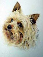 Yorkshire Terrier pet portrait